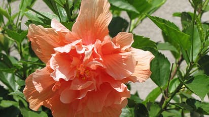 ದಾಸವಾಳದಲ್ಲಿದೆ ಸೌಂದರ್ಯ; ಹೆಚ್ಚಿಸುತ್ತೆ ಬೆಡಗಿಯ ಅಂದ