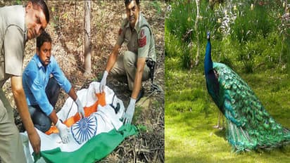 ವಿವಾದಕ್ಕೀಡಾಗಿದೆ ನವಿಲಿನ ಅಂತ್ಯಕ್ರಿಯೆ!