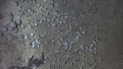 300 ವರ್ಷಗಳ ಹಿಂದೆ ಮುಳುಗಿದ ಹಡಗಲ್ಲಿ ಪತ್ತೆಯಾದ ಸಂಪತ್ತು..?