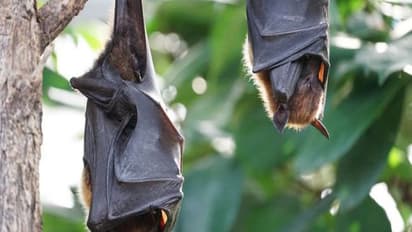 ದೂರವಾದ ಆತಂಕ; ಕರಾವಳಿಯಲ್ಲಿ ‘ನಿಫಾ’ ಇಲ್ಲ