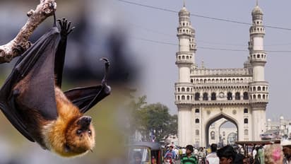 భాగ్యనగరానికి పాకిన నిపా వైరస్ ?