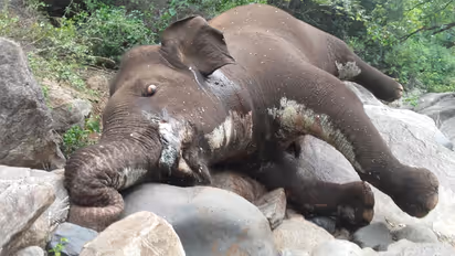 ಆನೆದಂತ ವಶಪಡಿಸಿದ ಅರಣ್ಯಾಧಿಕಾರಿಗಳು; ಆರೋಪಿ ಸೆರೆ