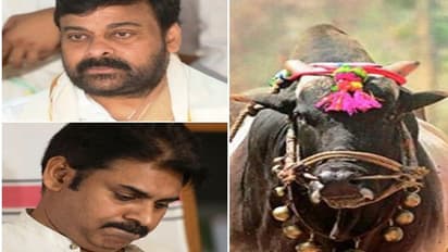 ‘మెగా’ హీరోల గిత్త మృతి