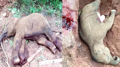 ಯಡಕುಮರಿ ಬಳಿ ರೈಲು ಡಿಕ್ಕಿ: 2 ಆನೆ ಮರಿ ಸಾವು