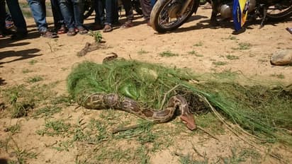 ಮೀನಿಗಾಗಿ ಹಾಕಿದದ್ದ ಬಲೆಯಲ್ಲಿ ಸಿಕ್ಕಿದ್ದು ಮೀನಲ್ಲ,ಮತ್ತೇನು?