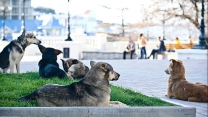 ದಾವಣಗೆರೆ: 15ಕ್ಕೂ ಹೆಚ್ಚು ಜಾನುವಾರುಗಳಿಗೆ ಹುಚ್ಚು ನಾಯಿ ಕಡಿತ
