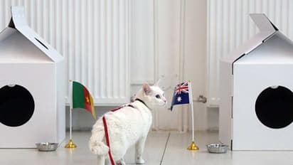 ಅಚಿಲೆಸ್ ಬೆಕ್ಕು ಹೇಳಲಿದೆ ಫಿಫಾ ವಿಶ್ವಕಪ್ ಪಂದ್ಯದ ಸೋಲು-ಗೆಲುವಿನ ಭವಿಷ್ಯ