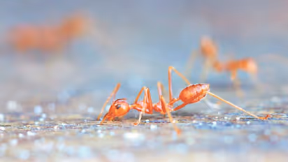 ಹೀಗ್ ಮಾಡಿದ್ರೆ ಇರುವೆ ಇರೋಲ್ಲ