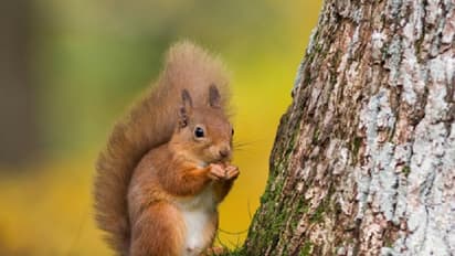 ರಾಮಸೇತು ನಿರ್ಮಿಸಿದ ಅಳಿಲು ಗೊತ್ತು, ಈ ಮಾಡರ್ನ್ ಅಳಿಲು ಮಾಡಿದ್ದೇನು? ನೀವೇ ನೋಡಿ