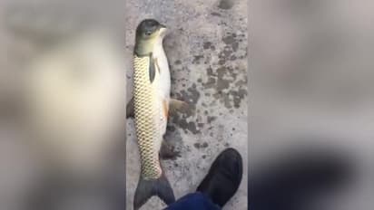 వింత : పక్షి తలతో చేపా లేక చేప లాంటి పక్షా..? (వీడియో)