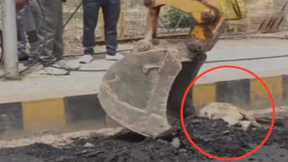 నిద్రిస్తున్న కుక్కపై సలసలా కాగుతున్న తారు.. ఆపైన రోడ్డు