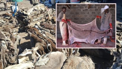 చైనా దెబ్బకు ఆఫ్రికాలో గాడిదలు మిగలవా..?