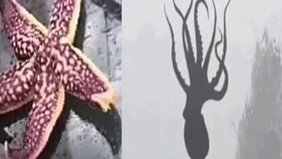 ಅಕ್ಟೋಪಸ್, ನಕ್ಷತ್ರ ಮೀನುಗಳ ಮಳೆ!