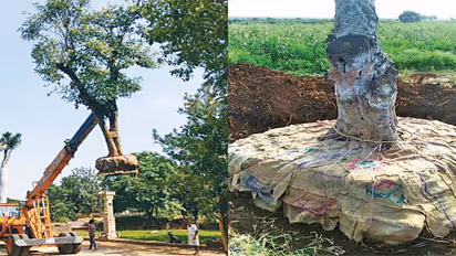 ಮರಗಳನ್ನು ಸ್ಥಳಾಂತರಿಸುವುದು ಹೇಗೆ ಗೊತ್ತಾ?