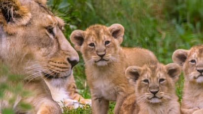 10 ದಿನದಲ್ಲಿ 12 ಸಿಂಹಗಳ ಸಾವು : ತನಿಖೆಗೆ ಆದೇಶಿಸಿದ ಸರ್ಕಾರ