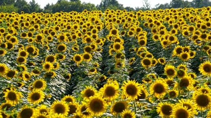 ಸೂರ್ಯಕಾಂತಿ ತೋಟದಲ್ಲಿ ಒಂದು ಸುತ್ತು ಹಾಕಿ ಬರೋಣ