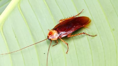 ಆಶ್ಚರ್ಯವಾದರೂ ಆರೋಗ್ಯಕಾರಿ ಜಿರಲೆ ಹಾಲು!