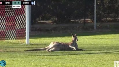 ಆಸ್ಟ್ರೇಲಿಯಾ ಫುಟ್ಬಾಲ್ ಪಂದ್ಯಕ್ಕೆ ಅಡ್ಡಿಪಡಿಸಿದ ಕಾಂಗರೂ