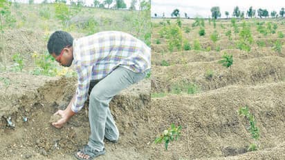 ಹಲ್ಲಿನ ಡಾಕ್ಟರ ಹುಲ್ಲಿನ ಕ್ರಾಂತಿ! ಅಪರೂಪದ ಕೃಷಿಕ ಇವರು