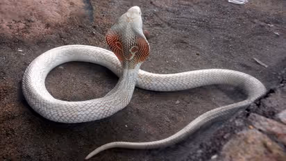 సినిమాల్లోని శ్వేతనాగు.. ఇంట్లో కనిపిస్తే..!!!