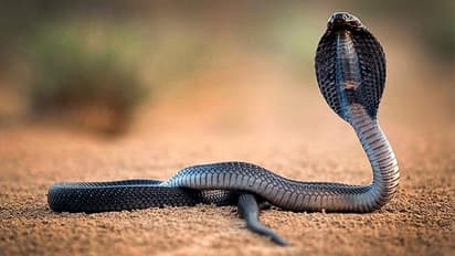 ಕಡಿದ ಹಾವಿಗೆ ಕಚ್ಚಿ  ಕೊಂದ : ಆತನೂ ಸಾವಿಗೀಡಾದ