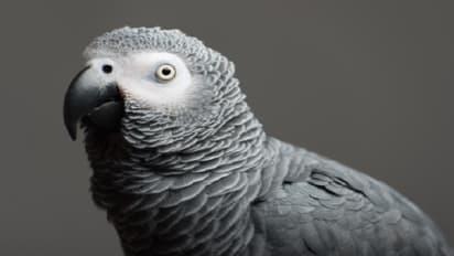 ಮಾತಾಡೋ ಗಿಳಿಯಿಂದ ಮೂವರು ಕಳ್ಳರು ಕಂಬಿ ಹಿಂದೆ!