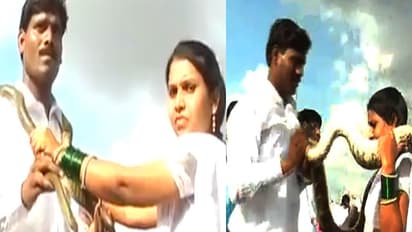 ఘనంగా వివాహం.. పాముల్ని మార్చుకుని ఒక్కటైన జంట