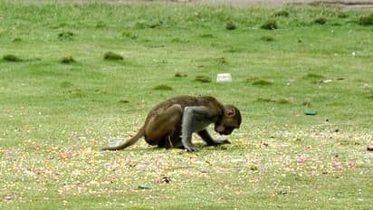 పాపం! థర్మకోల్ బంతులను తింటున్న కోతులు