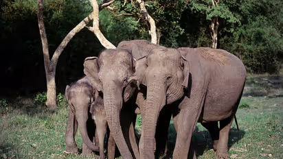 Deaths on train tracks: Over 32,000 animals killed in last two years