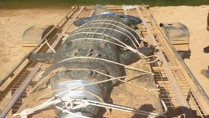 ವಯಸ್ಸು 60, ತೂಕ 600ಕೆಜಿ, ಸಿಕ್ಕಿದ್ದು 8 ವಷಗಳ ಬಳಿಕ!