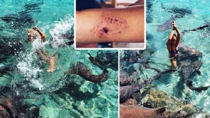 कटरीना पर हुआ शार्क का हमला