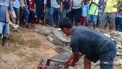 ರೊಚ್ಚಿಗೆದ್ದ ಜನ 300 ಮೊಸಳೆಗಳನ್ನು ಕೊಚ್ಚಿದರು!