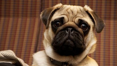 Mugshot of lost pug has internet in splits