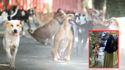 మన వీధి కుక్కలు విదేశాలకు.. చంపడానికి కాదు.. పెంచుకోవడానికి.. మీ వీధిలో ఉంటే చెప్పండి