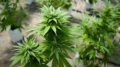 ಬೆಂಗಳೂರು: ಪೂಜೆ ಮಾಡಲು ಪಾಟ್ನಲ್ಲಿ ಗಾಂಜಾ ಗಿಡ ಬೆಳೆಸಿದ್ದ ಪೇಯಿಂಟರ್ ಜೈಲಿಗೆ..!