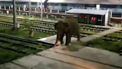 స్టేషన్లో ఏనుగు బీభత్సం: ప్రాణాలు అరచేతిలో పెట్టుకుని పరుగులు (వీడియో)