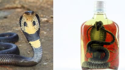 స్నేక్వైన్ చేసుకుందామని పాముకి ఆర్డర్.. పాముకాటుకి యువతి బలి