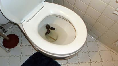 ‘‘కూర్చునే ముందు టాయ్ లెట్ లోకి ఒకసారి తొంగి చూడండి’’