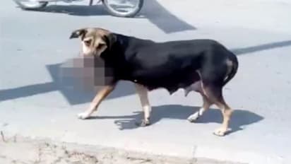 దారుణం...శిశువును పీక్కుతిన్న ఊరకుక్క