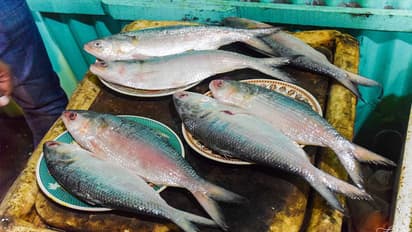 పులస ధర చూస్తే ఫ్యూజ్ లు అవుటే... ఎంత పలికిందంటే... 