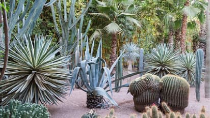 Vastu Tips: ভুলেও ঘর সাজাতে ব্যবহার করবেন না ক্যাকটাস গাছ, হতে পারে একাধিক ক্ষতি