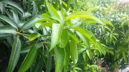 Ugadi 2023: ಹಬ್ಬಕ್ಕೆ ಮನೆ ಬಾಗಿಲಿಗೆ ಮಾವಿನ ತೋರಣ ಕಟ್ಟೋದ್ಯಾಕೆ?