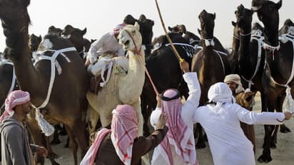 ഹജ്ജ് തീർത്ഥാടകരുടെ സുരക്ഷ; ഒട്ടകങ്ങള്ക്ക് മക്കയില് പ്രവേശനമില്ല