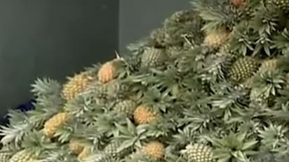 ലോറി സമരം; പൈനാപ്പിള് കൃഷിക്ക് ഒരു കോടിയുടെ നഷ്ടം