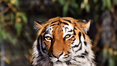 World Tiger Day: India has strong conservation laws, but poor execution, says wildlife expert Imran Siddiqui