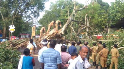 വീയപുരത്ത് ഭീമൻ ആൽമരം കടപുഴകി വീണു