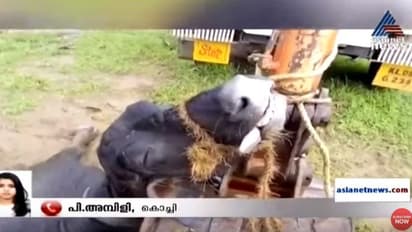 മിണ്ടാപ്രാണിയോട് ക്രൂരത; ജീവനുള്ള എരുമയുടെ വായ മൂടിക്കെട്ടി ശരീരഭാഗം മുറിച്ചെടുത്തു