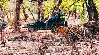 World Tiger Day: A trip to Ranthambore and up close and personal with the majestic predator