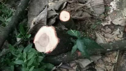 ಲಕ್ಷ ಮೌಲ್ಯದ ಶ್ರೀಗಂಧ ಕಳ್ಳ ಸಾಗಣೆ : ಬಿಜೆಪಿ ಮುಖಂಡ ವಶಕ್ಕೆ