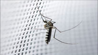 ಸೋನೆ ಮಳೆಯಲ್ಲಿ ಸೊಳ್ಳೆಗೆ ಹೇಳಿ ಬೈ